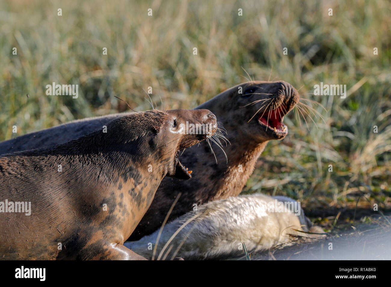 Graue Dichtungen Kämpfen (Halicheorus grypus) Stockfoto