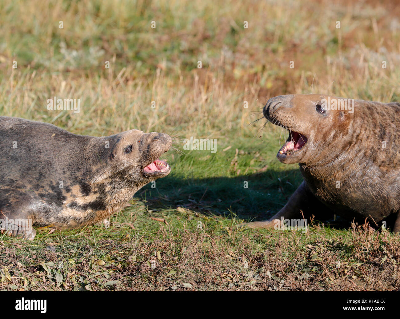 Graue Dichtungen Kämpfen (Halicheorus grypus) Stockfoto