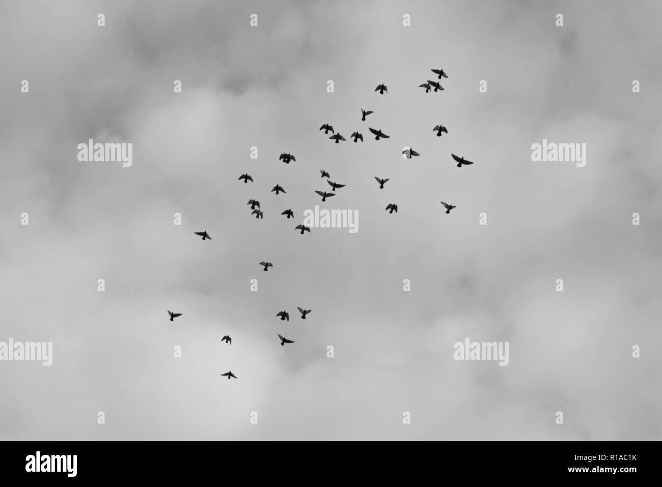 Fliegende Vögel migrieren Schwarz und Weiß Stockfoto