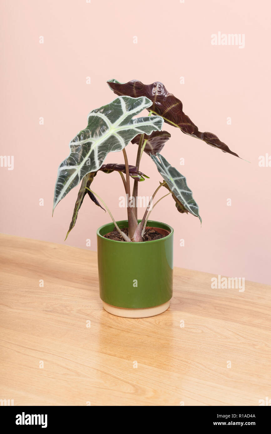 Eine Alocasia Anlage in einem grünen Topf. Stockfoto