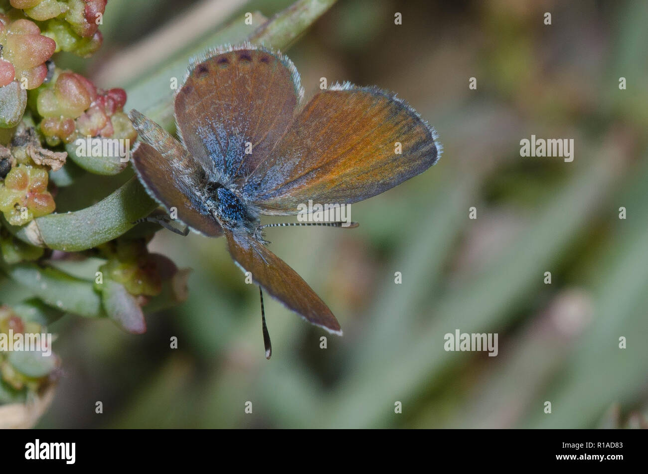 Western Pygmy-Blue, Brephidium exilis, männlich Stockfoto