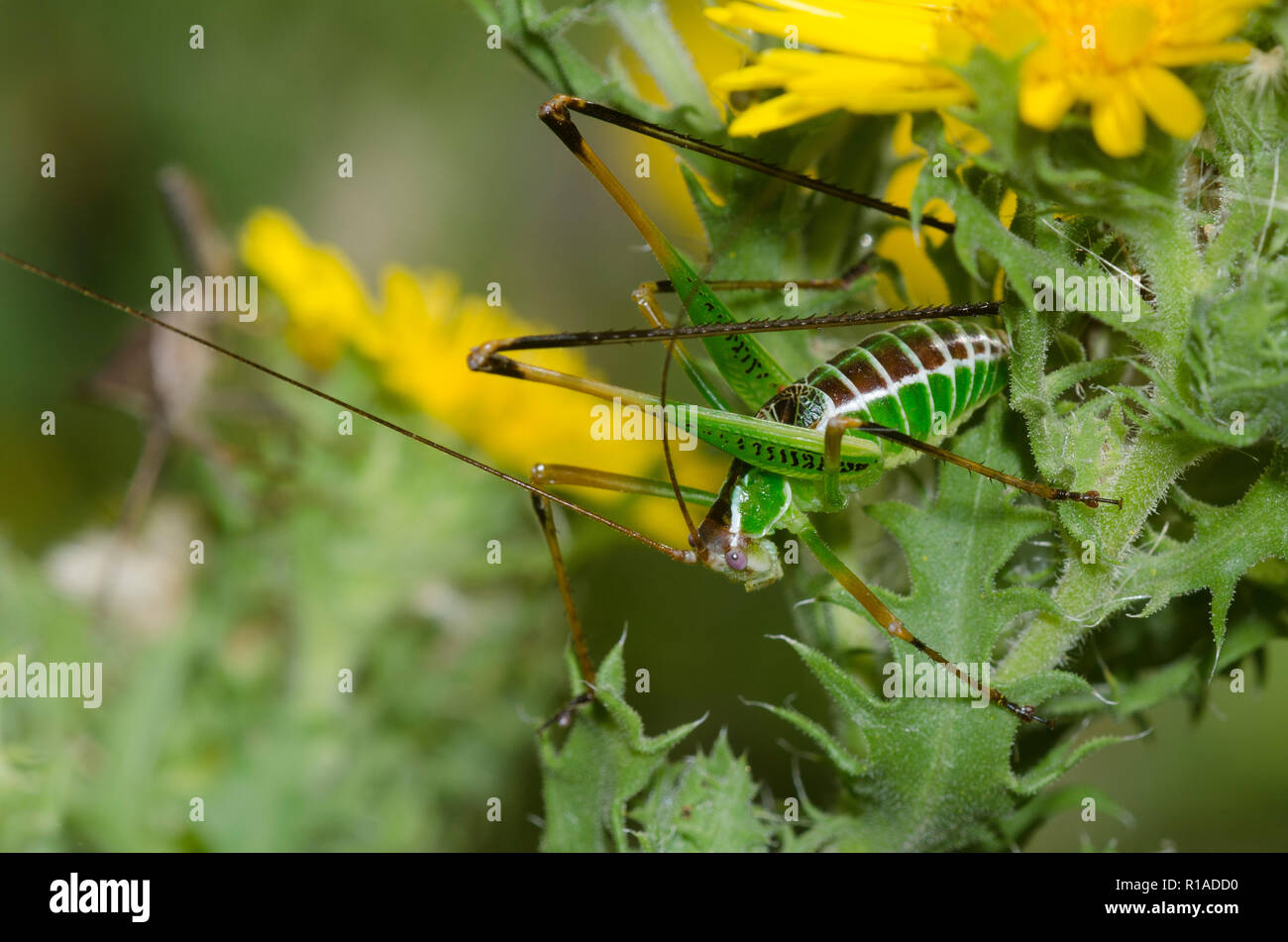 Chestnut Kurz- Flügel, Katydid Dichopetala castanea, männlichen auf Kampfer Daisy, Rayjacksonia phyllocephala Stockfoto
