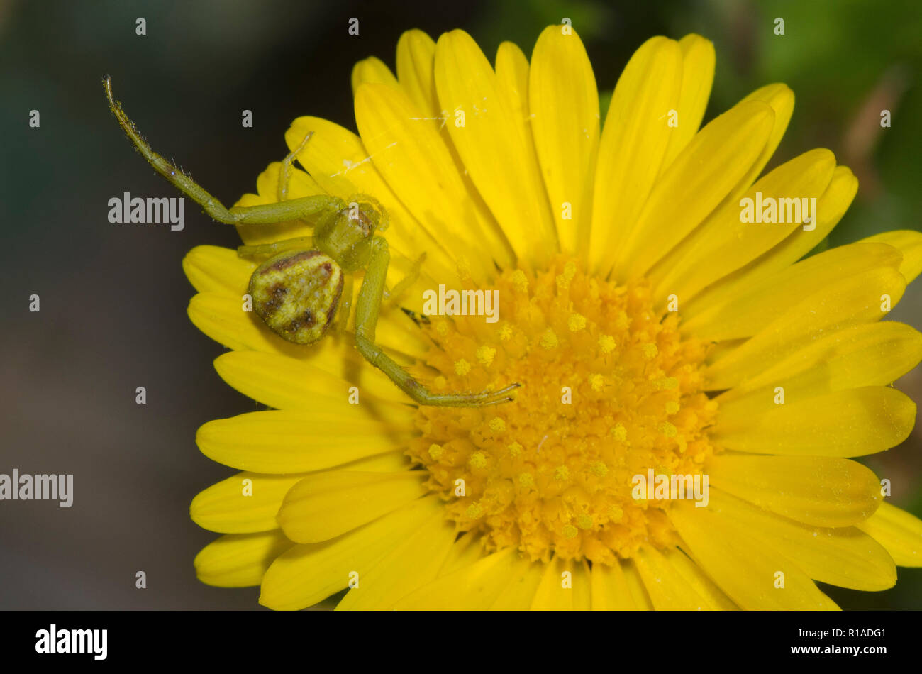 Crab Spider, Mecaphesa sp., Kampfer Daisy, Rayjacksonia phyllocephala Stockfoto