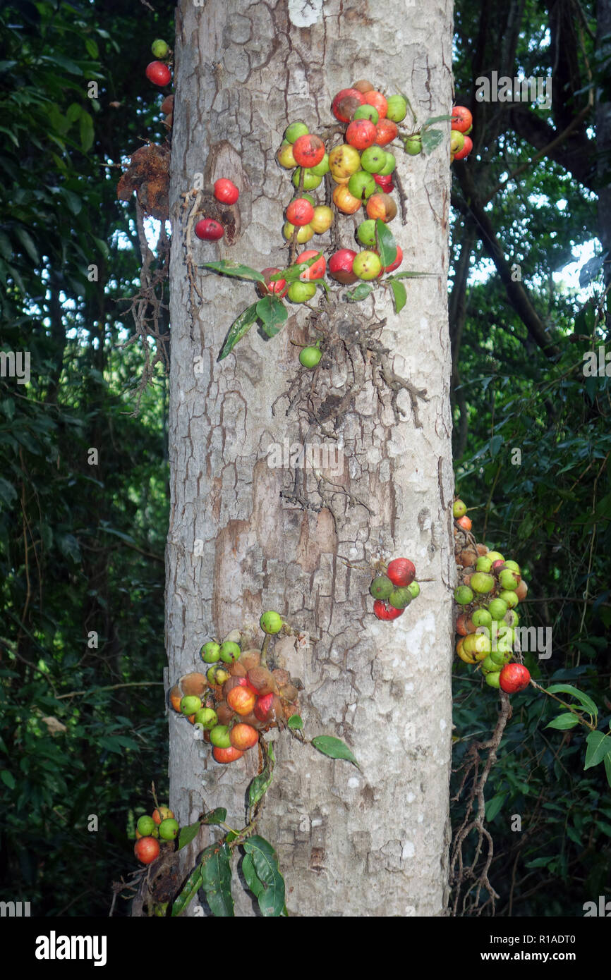 Feigen fruchtbildung an Stamm von native Regenwald Baum, Wooroonooran National Park, Queensland, Australien Stockfoto