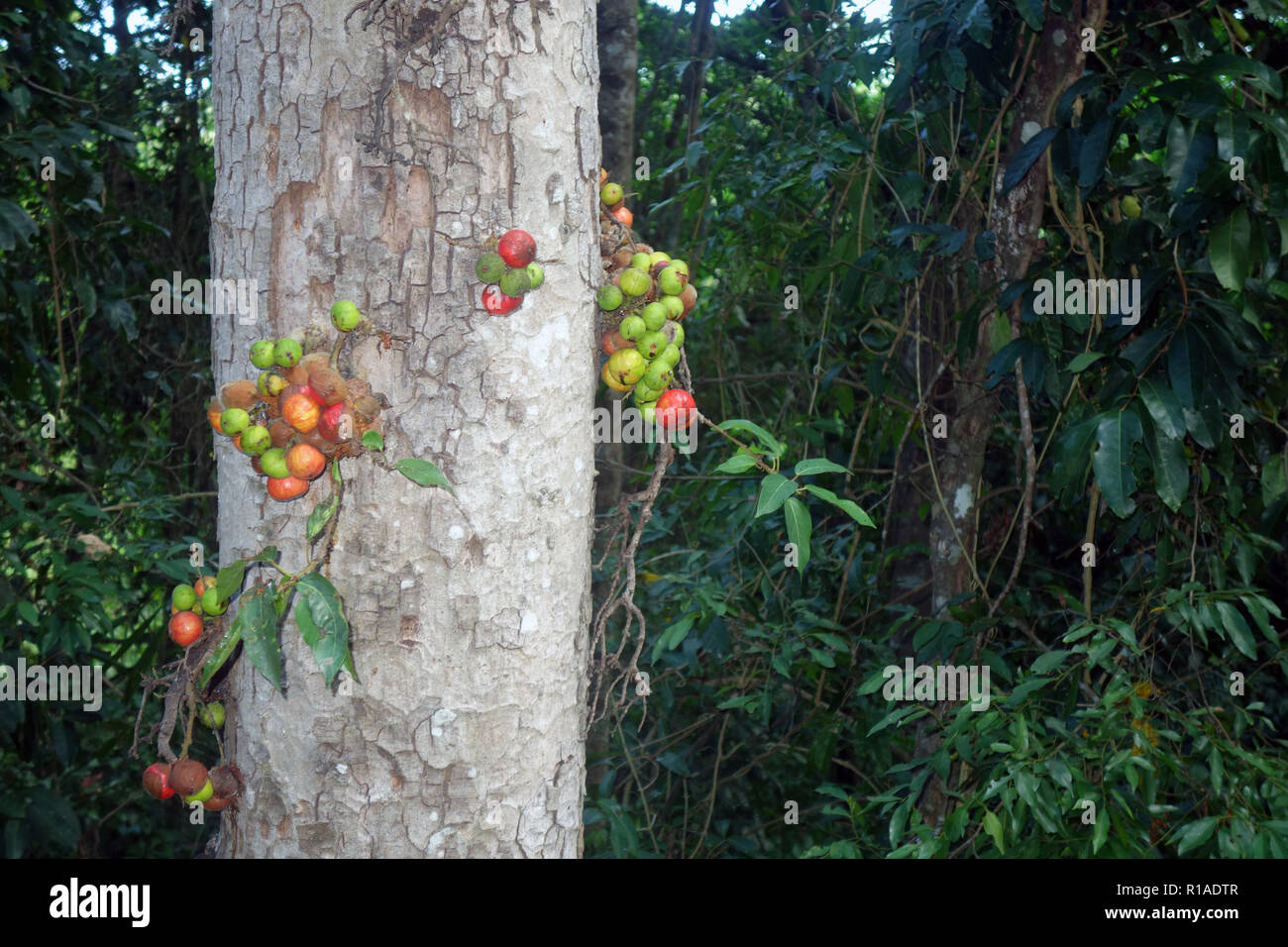 Feigen fruchtbildung an Stamm von native Regenwald Baum, Wooroonooran National Park, Queensland, Australien Stockfoto