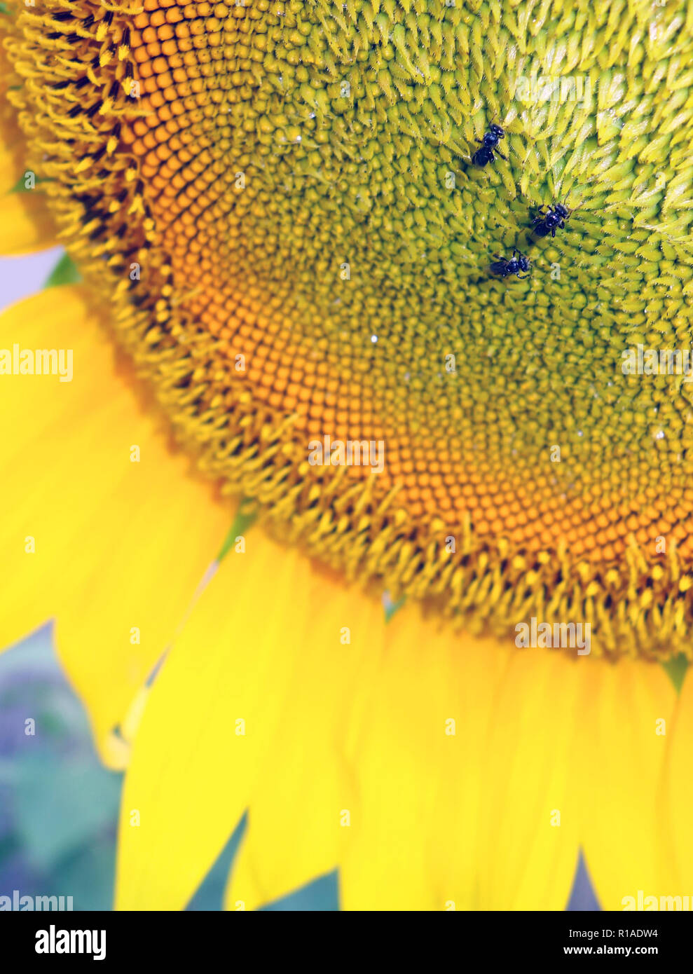 Kleine Australian native stachellosen Bienen auf Sonnenblume Stockfoto