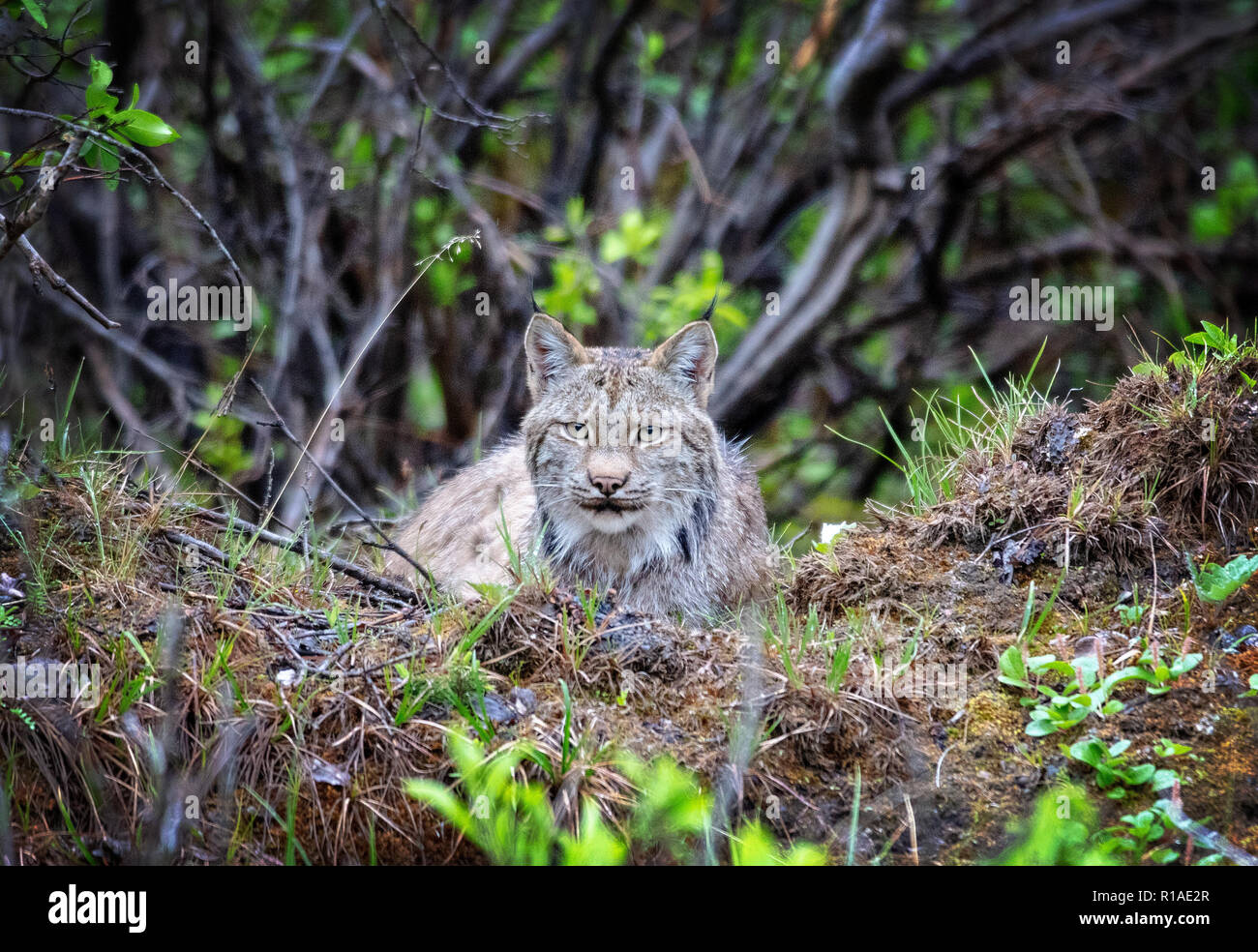 Kanada Lynx im Denali National Park, Alaska ruht. Stockfoto