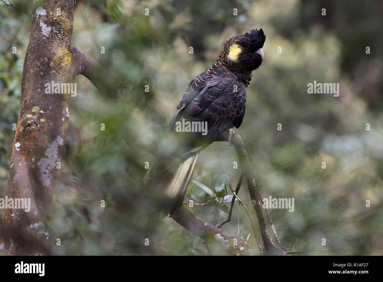 Gelbe tailed Black cockatoo in Bäumen im Norden nass Tasmanien Australien sitzen Stockfoto