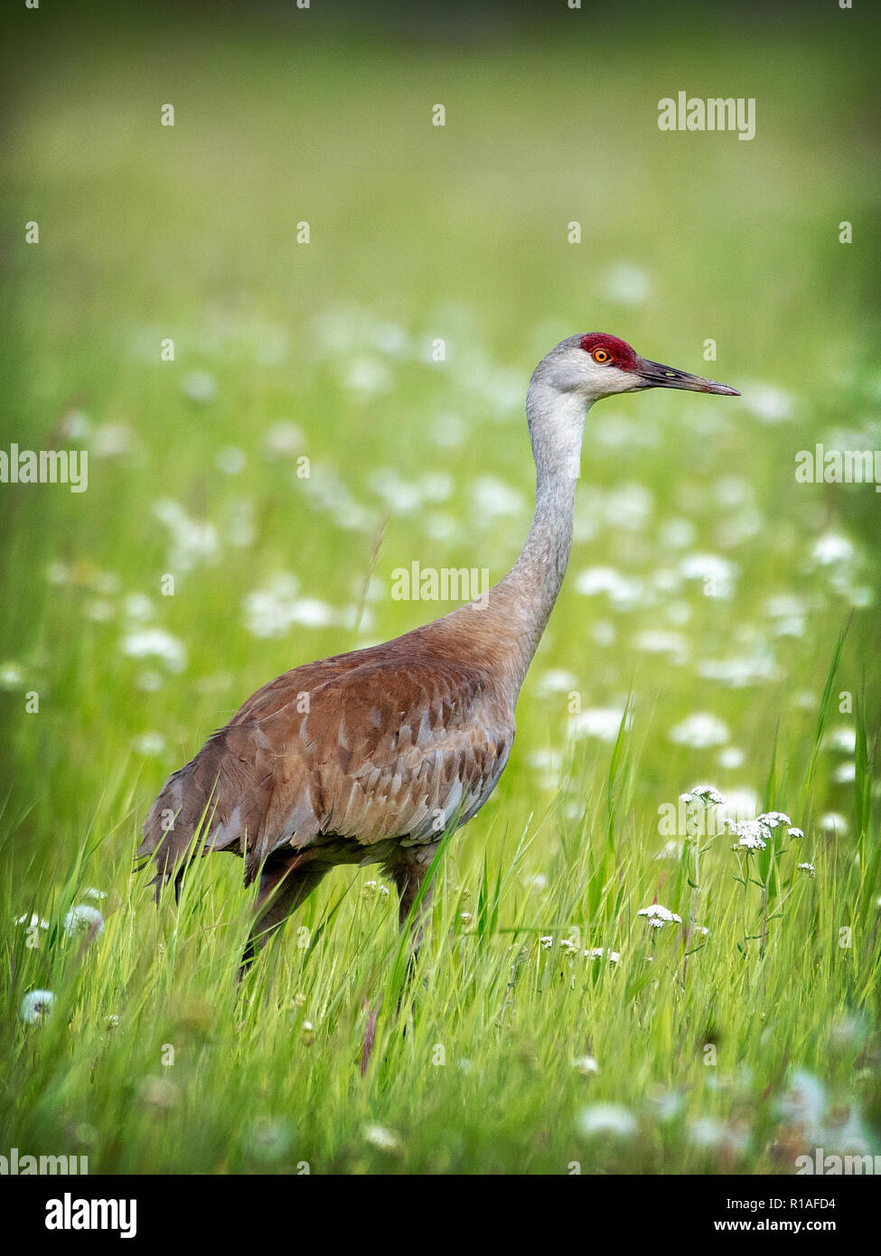 Die Sandhill Crane (Antigone canadensis) ist eine Pflanzenart aus der Gattung der großen Kran von Nordamerika und extreme nordöstlichen Sibirien Stockfoto