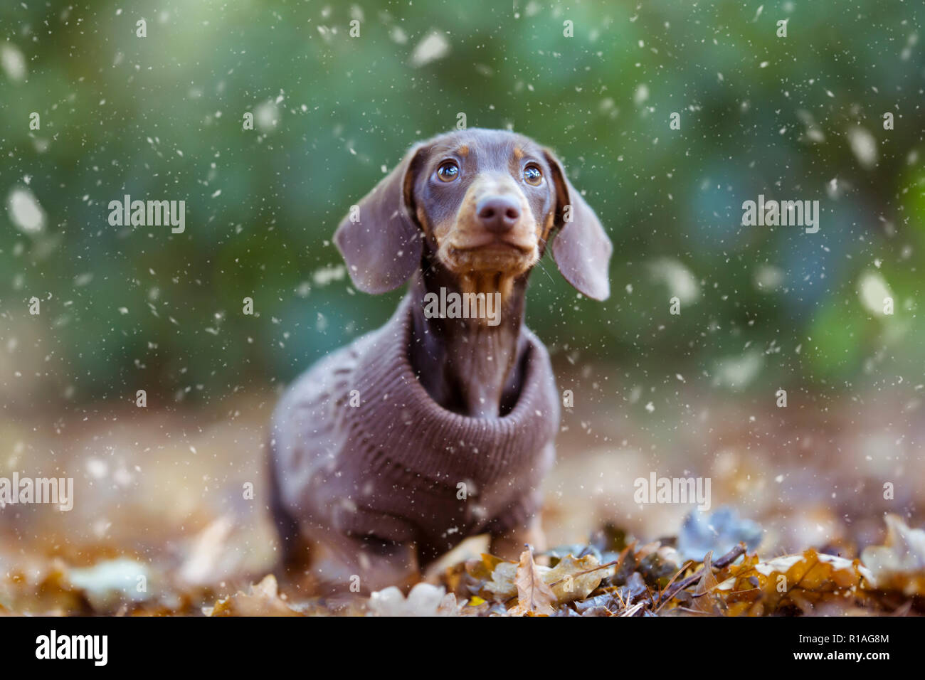 Cute Minidachshund Welpe Hund aufpassen fallenden Schnee - Weihnachten Stockfoto