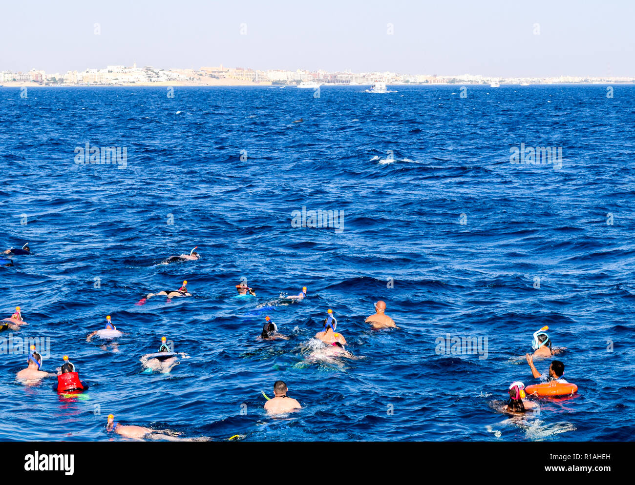 Schnorcheln im roten Meer, Schnorcheln mit Delphinen Stockfoto