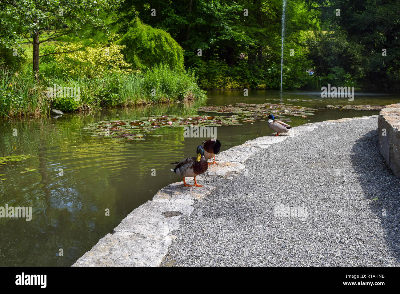 Im hintergrund mainau insel Fotos und Bildmaterial in hoher Auflösung