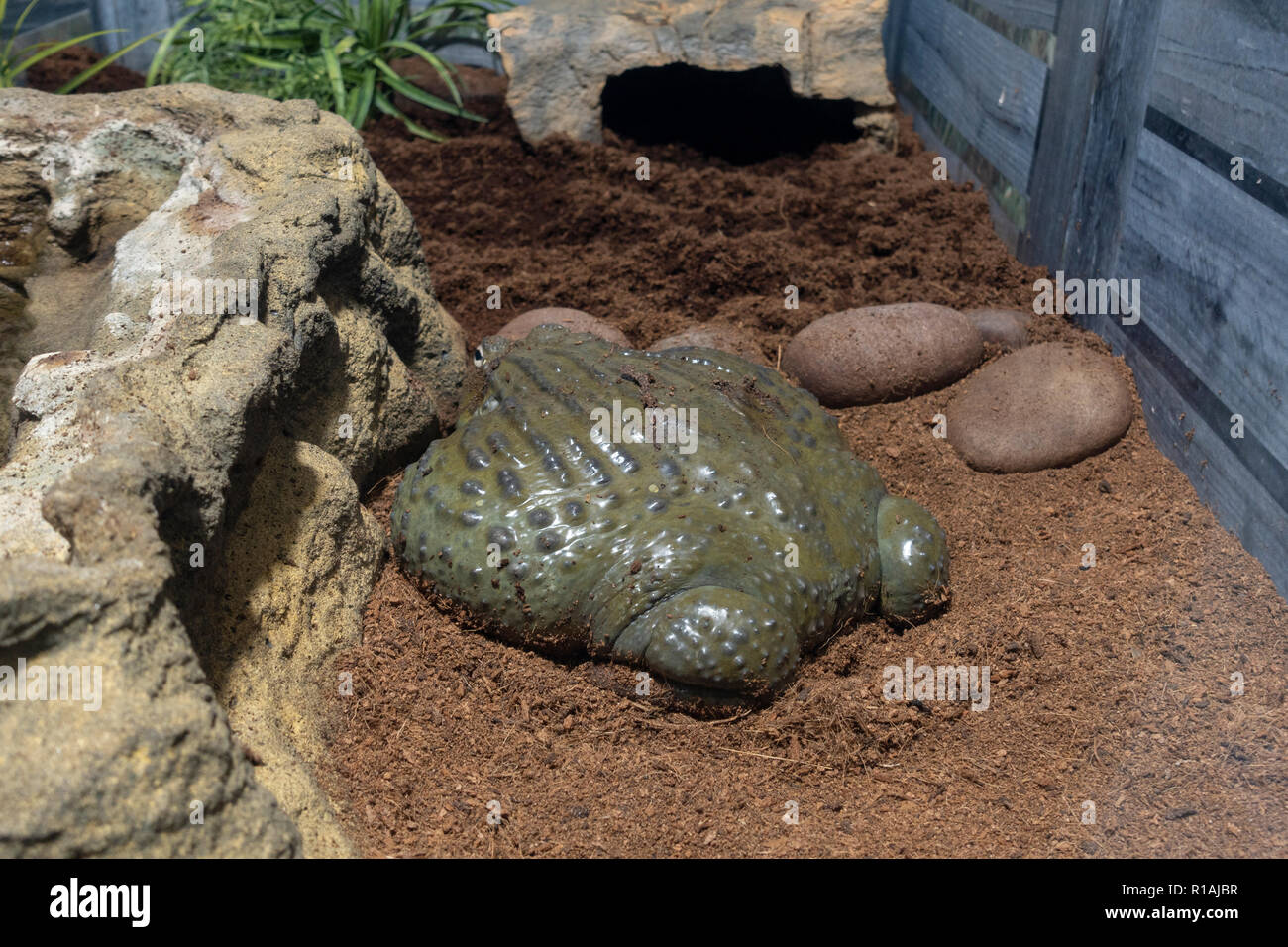 Eine Stockkröte (Rhinella marina) im San Diego Zoo Safari Park, Escondido, CA, United States Stockfoto