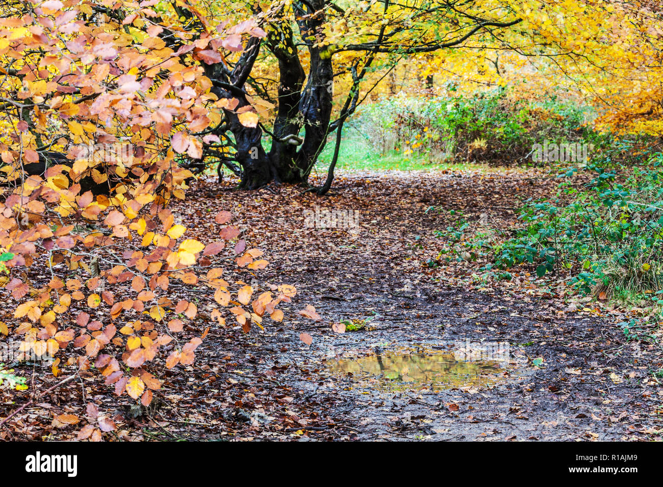 Herbst im Savernake Wald in Wiltshire. Stockfoto
