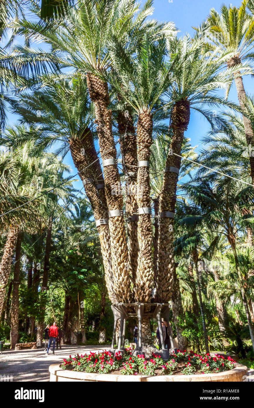 Spanien, Elche, Botanischer Garten, Huerto del Cura, Kaiserliche Palme, UNESCO-Weltkulturerbe, berühmter touristischer Ort, Provinz Alicante, Valencia Stockfoto