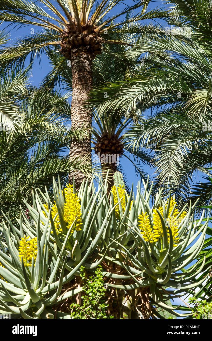 Spanien, Elche, Botanischer Garten, Huerto del Cura, Palme, Provinz Alicante, Region Valencia, Elche cura, Palmeral, Costa Blanca, Pflanzengarten Stockfoto
