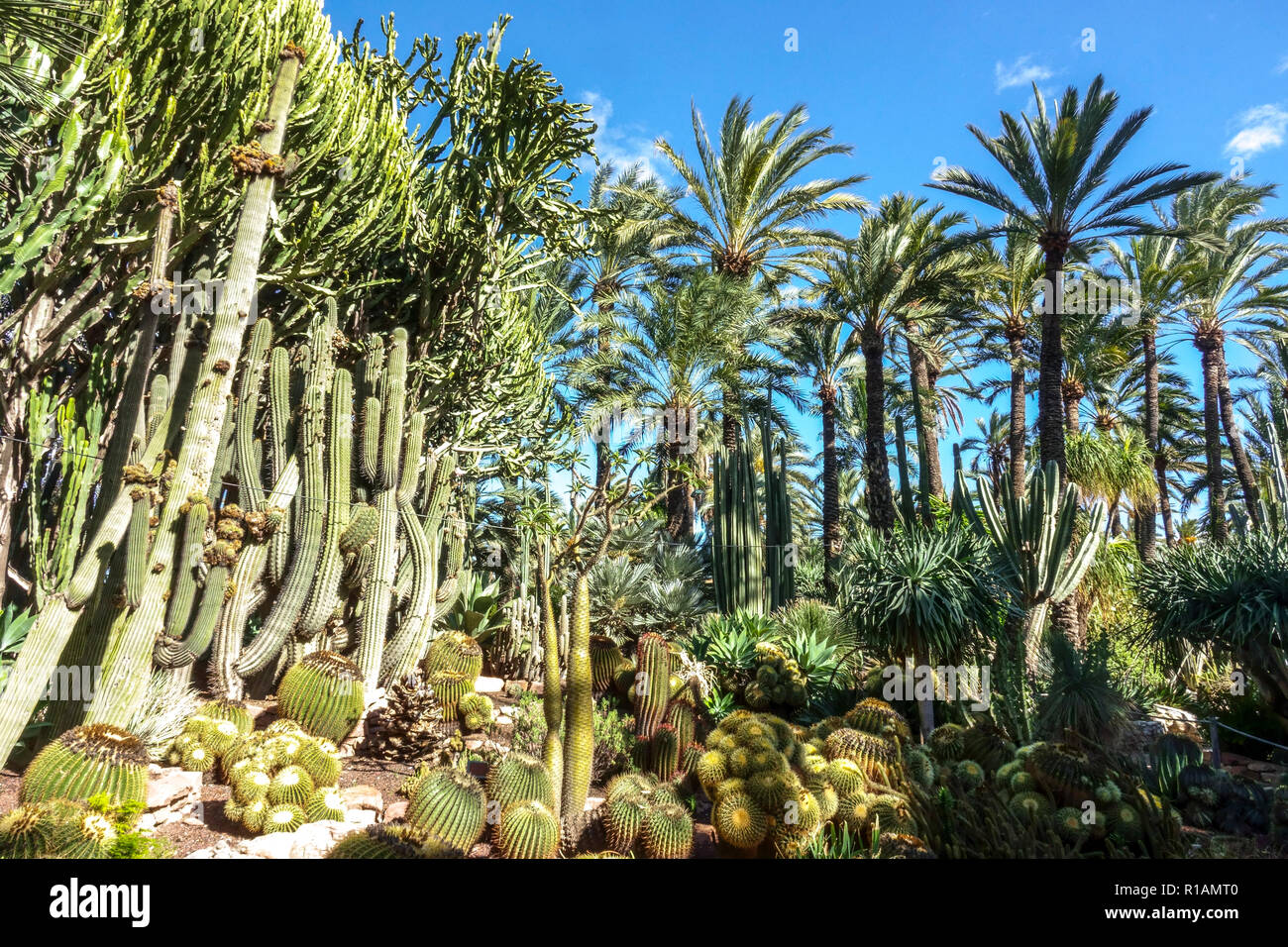 Spanien, Elche, Botanischer Garten, Huerto del Cura, Palme Provinz Alicante, Region Valencia Stehbäume Kakteen im Garten Stockfoto