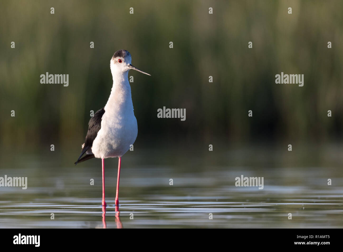 Stelzenläufer Stockfoto