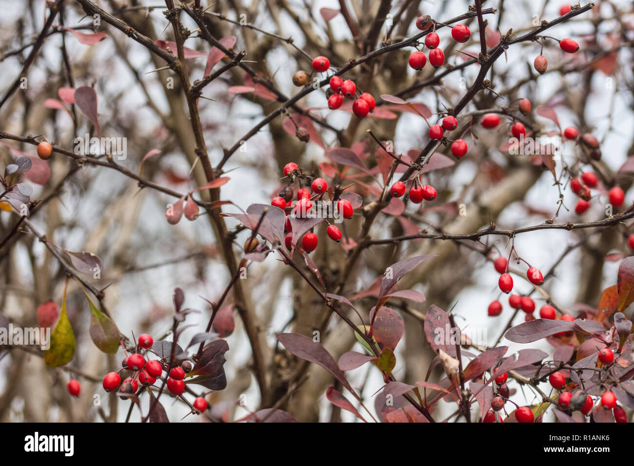 rote Beeren auf bush Stockfoto