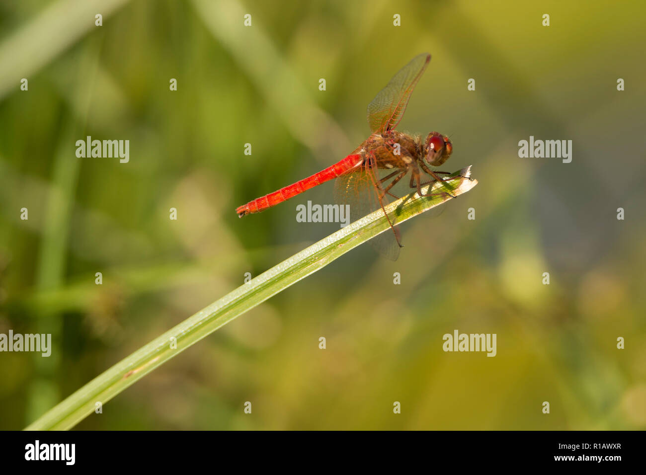 Libellen, Odonata, Räuber und Beute in der Nähe von Teichen und Bächen