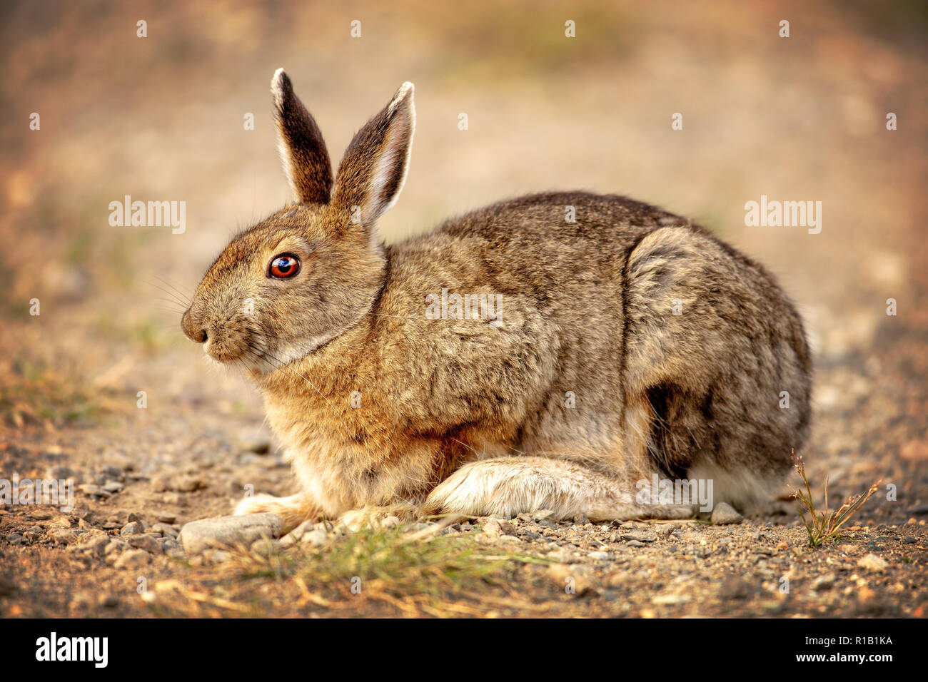 Die snowshoe Hare (Lepus americanus), auch die unterschiedlichen Hase, Kaninchen oder Schneeschuhwanderung Stockfoto