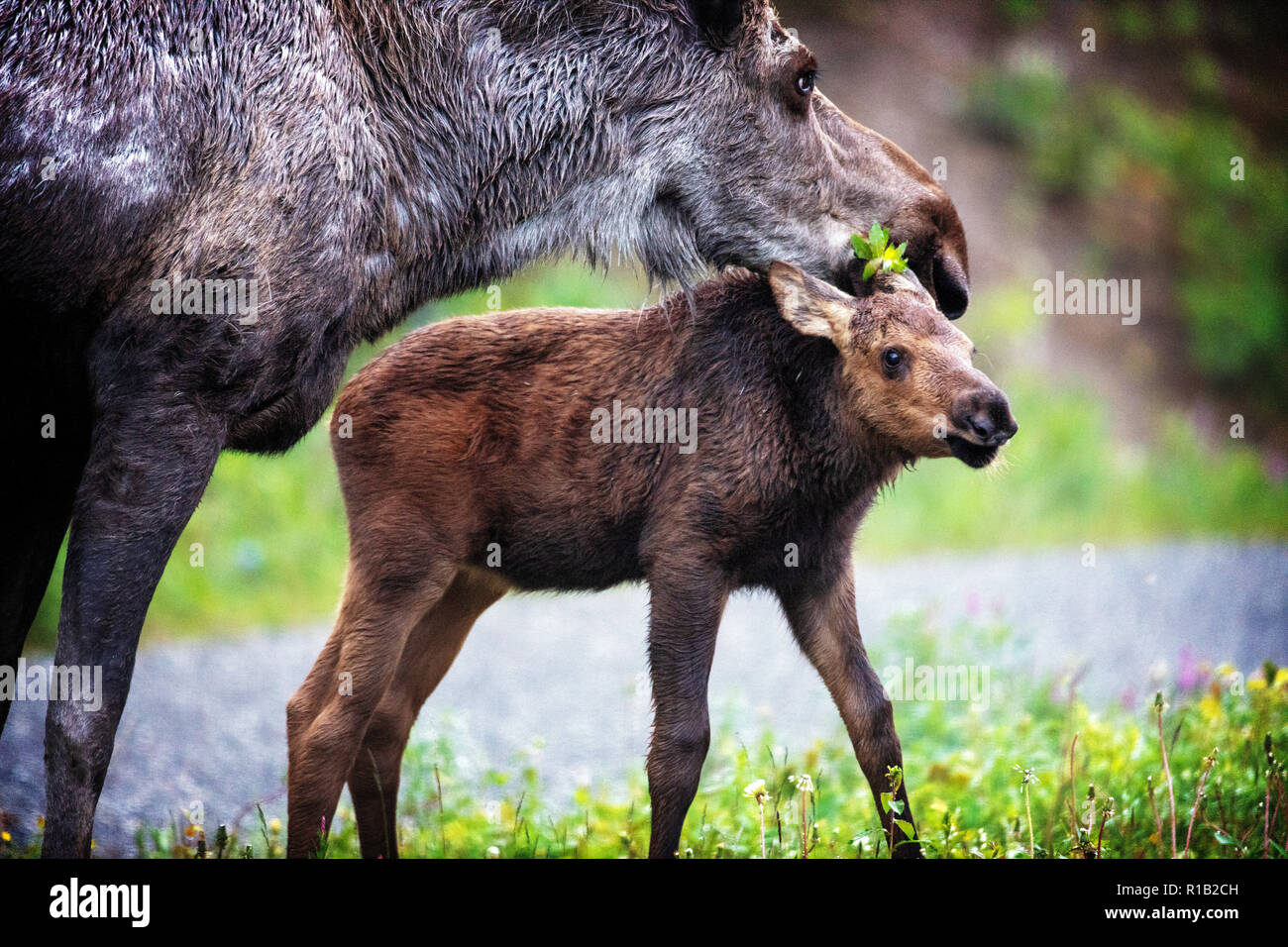 Zwei Alaska-Elche (Nordamerika) oder Elk (Eurasien), Alces Alces Gigas im Denali-Nationalpark, Alaska Stockfoto
