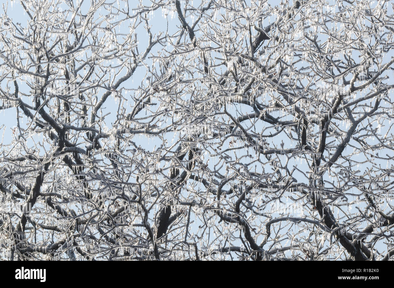Eis bedeckt, Eiche Quercus sp. Stockfoto