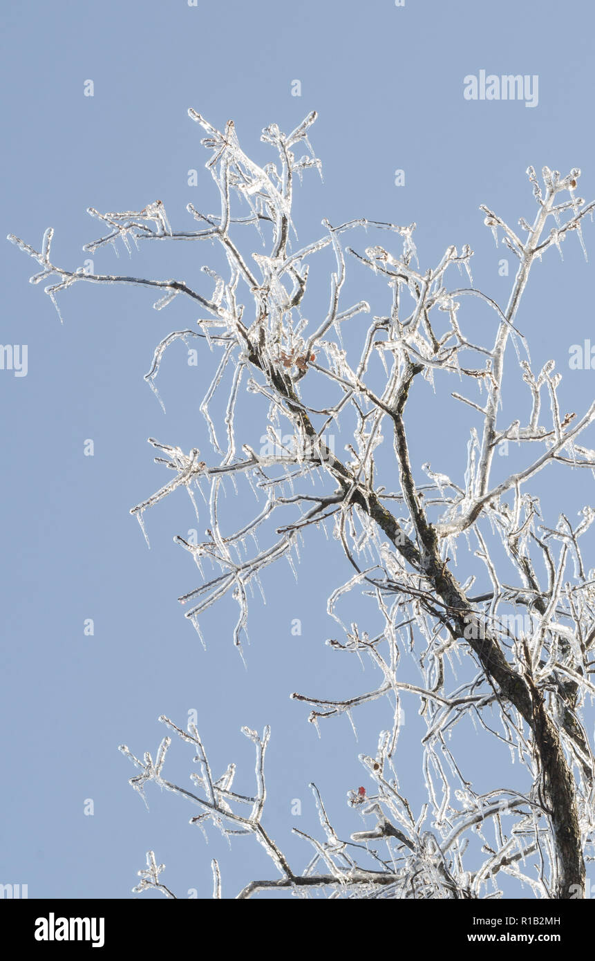 Eis bedeckt, Eiche Quercus sp. Stockfoto