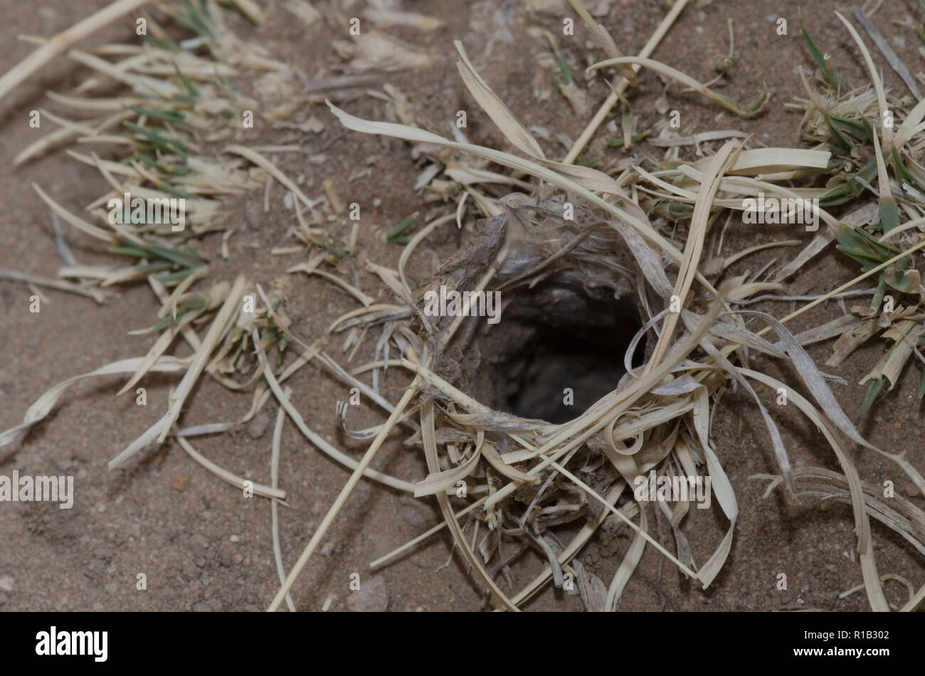 Wolf Spider, Familie Lycosidae, fuchsbau Revolver Stockfoto