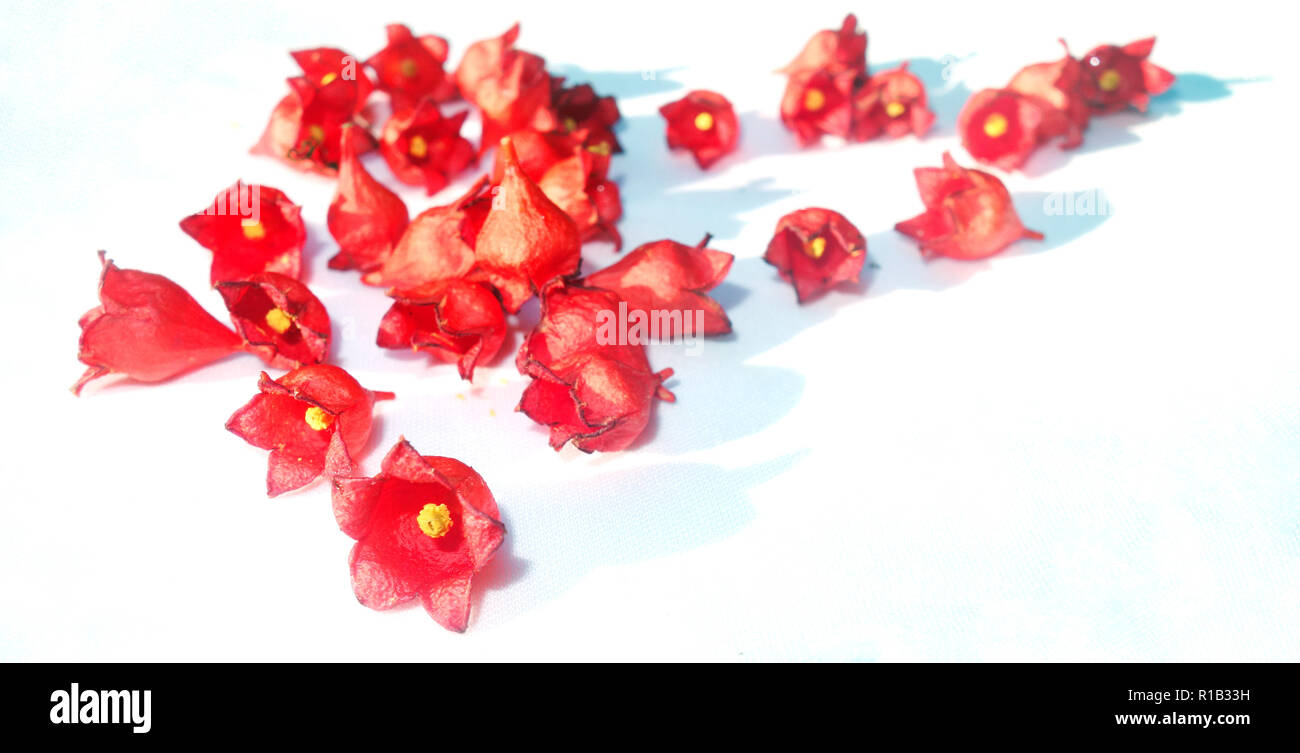 Flametree Blumen auf weißem Hintergrund Stockfoto