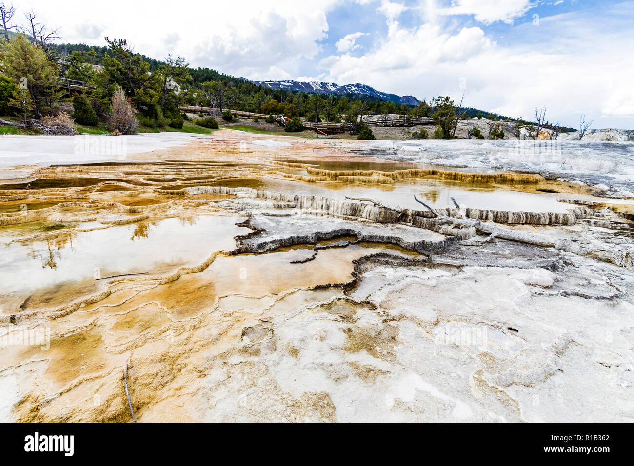 Mamoth heißen Quellen im Yellowstone National Park Stockfoto