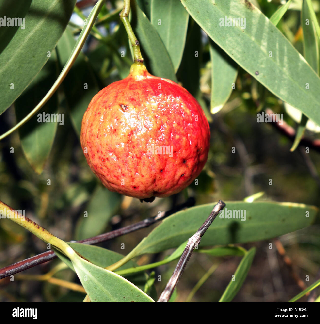 Wüste quandong (Santalum Acuminatum), traditionelle Aborigines Bush Tucker auch bekannt als native Pfirsich, Reabold Hill, Perth, Western Australia Stockfoto