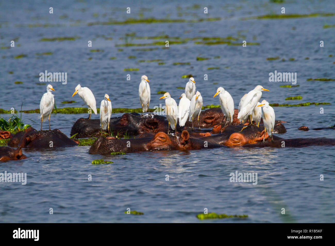 Eine Gruppe von flusspferd (Hippopotamus amphibius) in den Nil, Reiher (Bubulcus ibis) stehend auf der Hippos. Stockfoto
