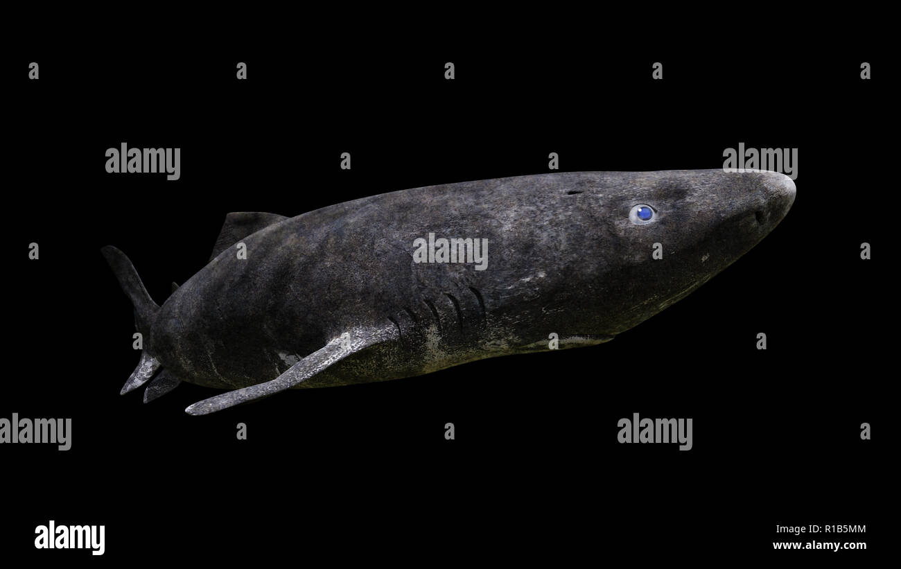 Grönland Hai schwimmen, Somniosus Microcephalus auf schwarzem Hintergrund Stockfoto