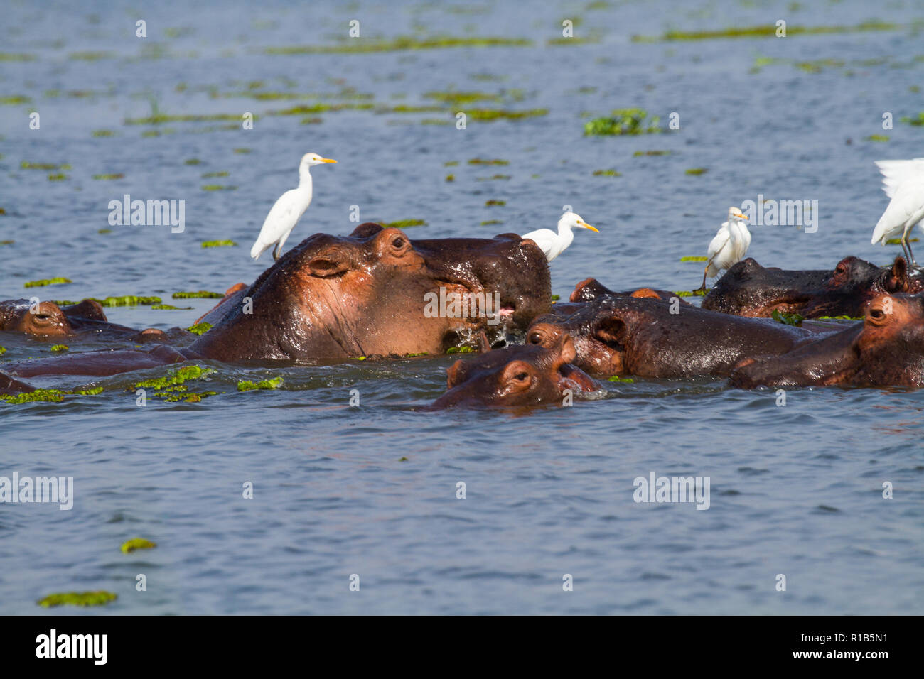 Eine Gruppe von flusspferd (Hippopotamus amphibius) in den Nil, Reiher (Bubulcus ibis) stehend auf der Hippos. Stockfoto
