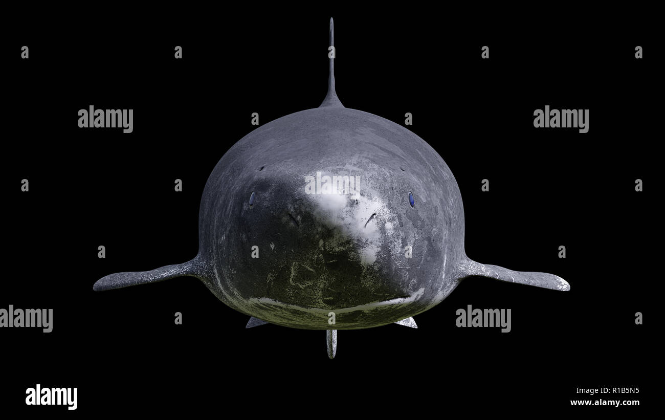 Grönland shark auf schwarzem Hintergrund isoliert, Somniosus Microcephalus Vorderansicht Stockfoto
