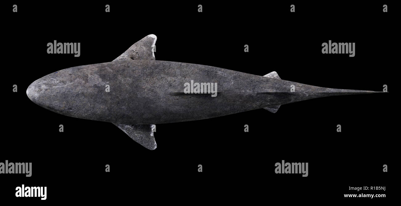 Grönland shark auf schwarzem Hintergrund isoliert, Somniosus Microcephalus Draufsicht Stockfoto