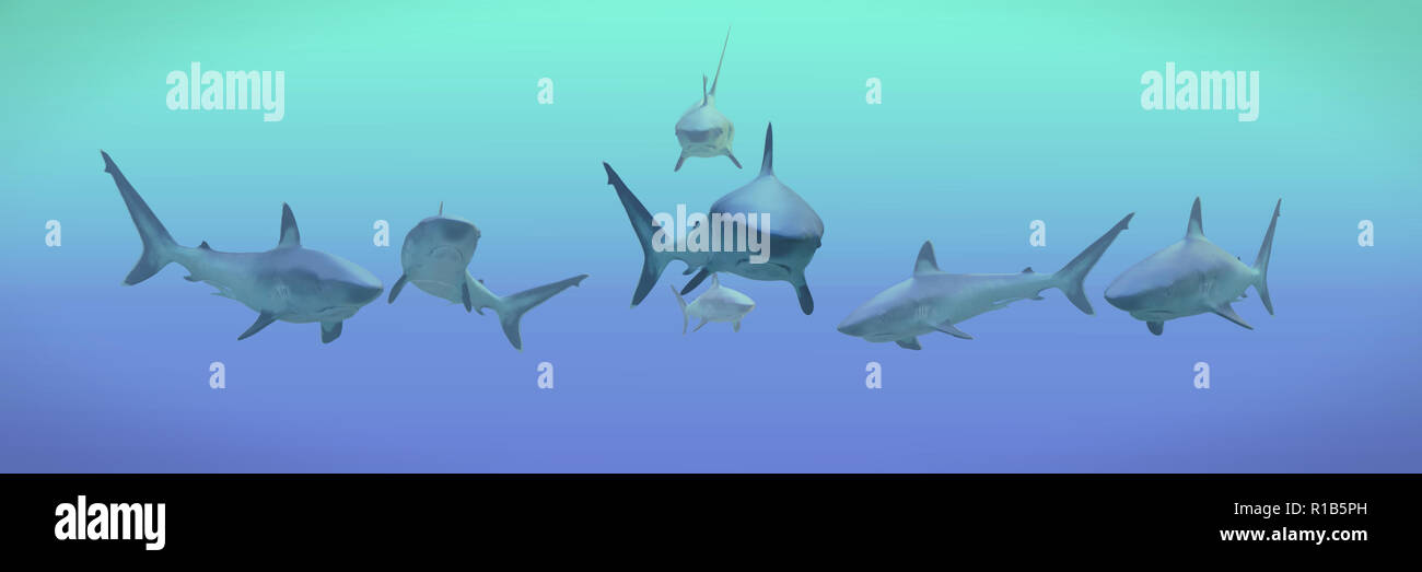 Gruppe der Silvertip Hai Stockfoto