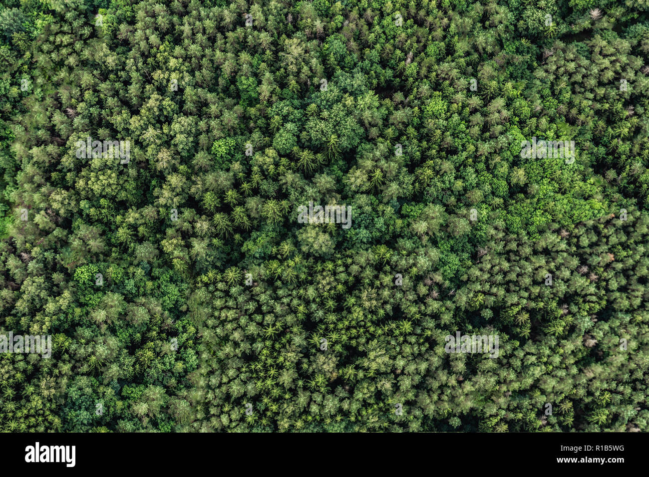 Blick von oben auf den grünen Wald. Natur Textur Stockfoto