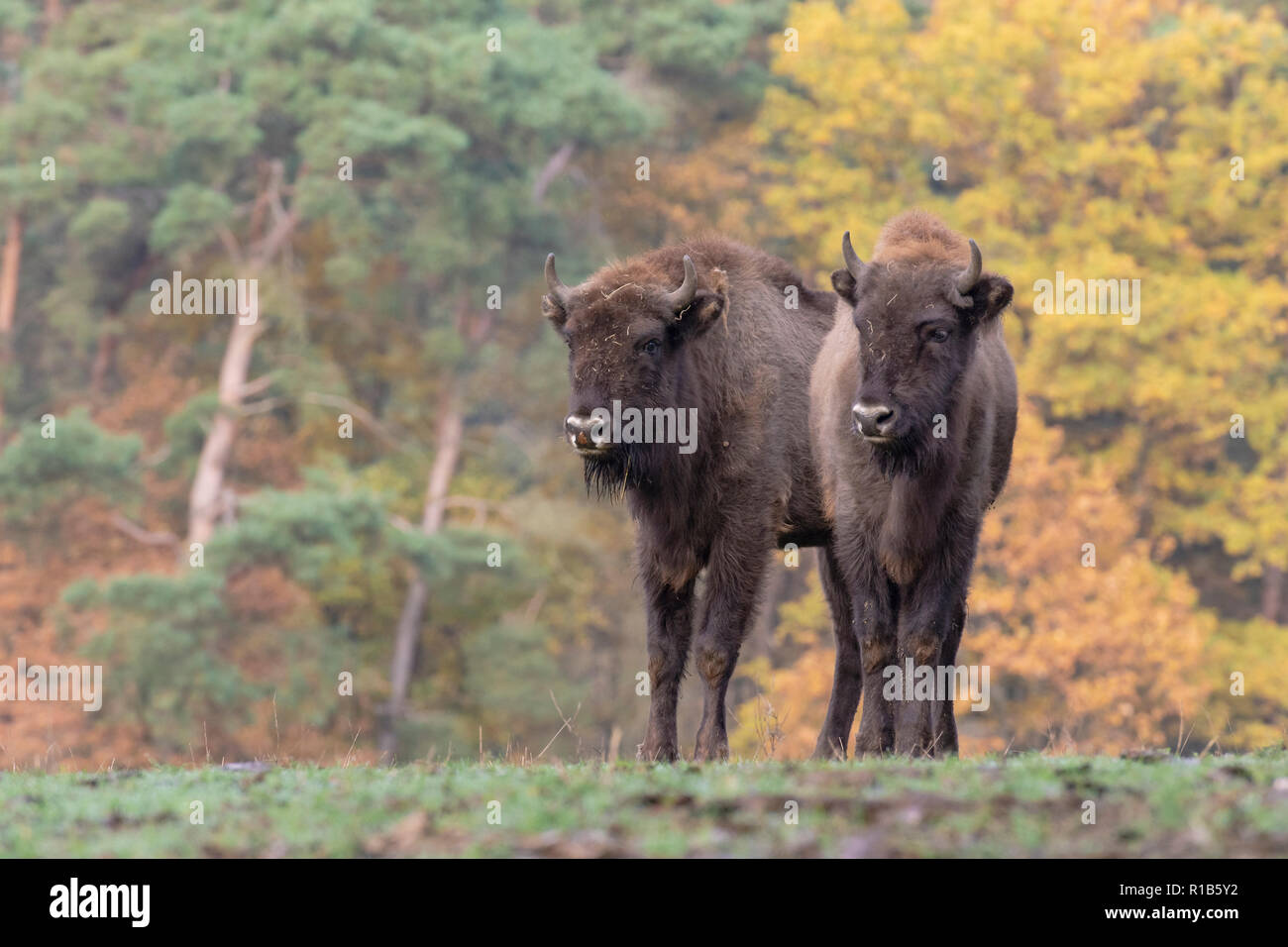 Wisente im Herbst Stockfoto