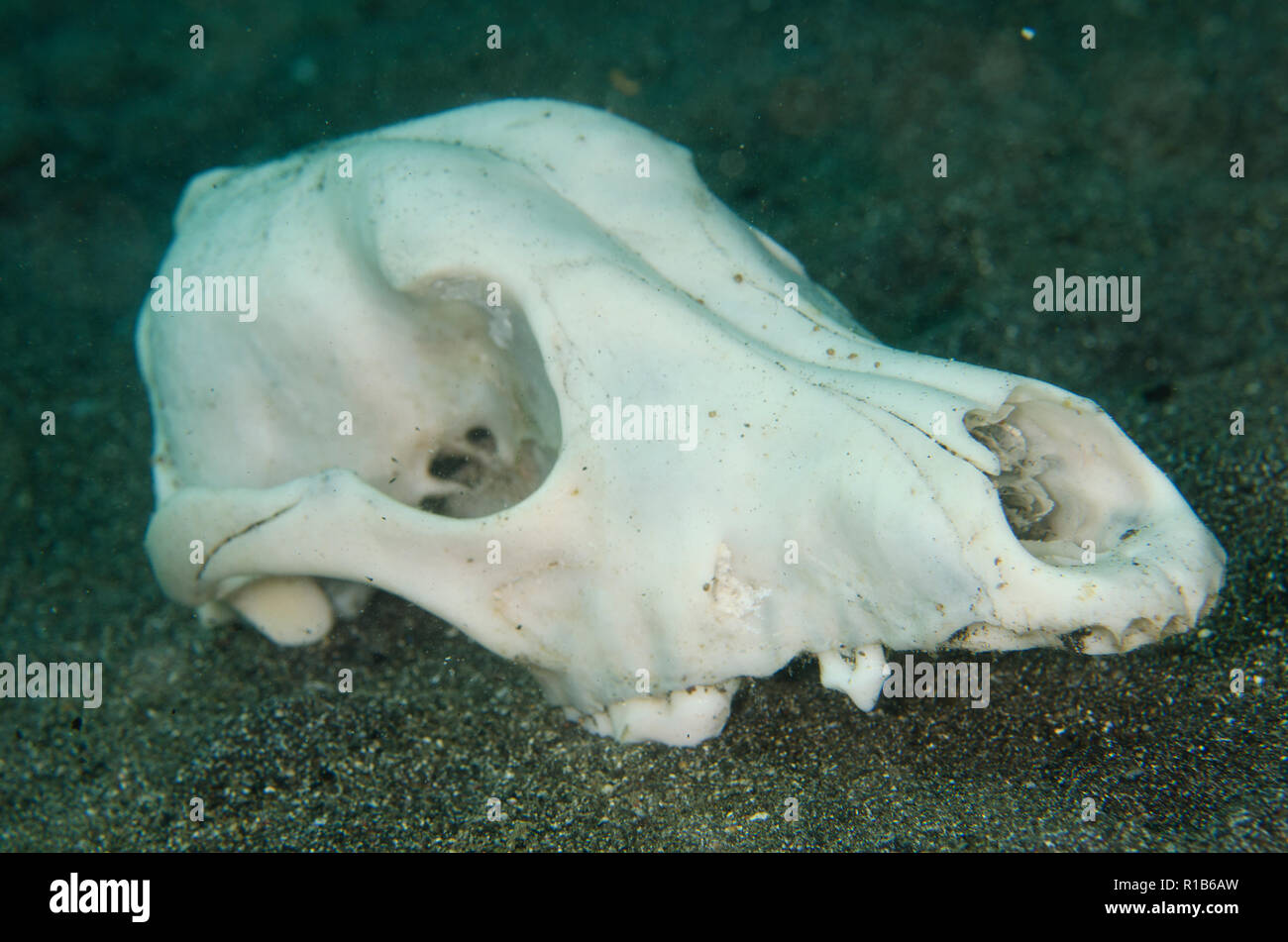 Ziege, Capra hircus, Schädel auf schwarzem Sand, Kareko Point Tauchplatz, Lembeh Straits, Sulawesi, Indonesien Stockfoto