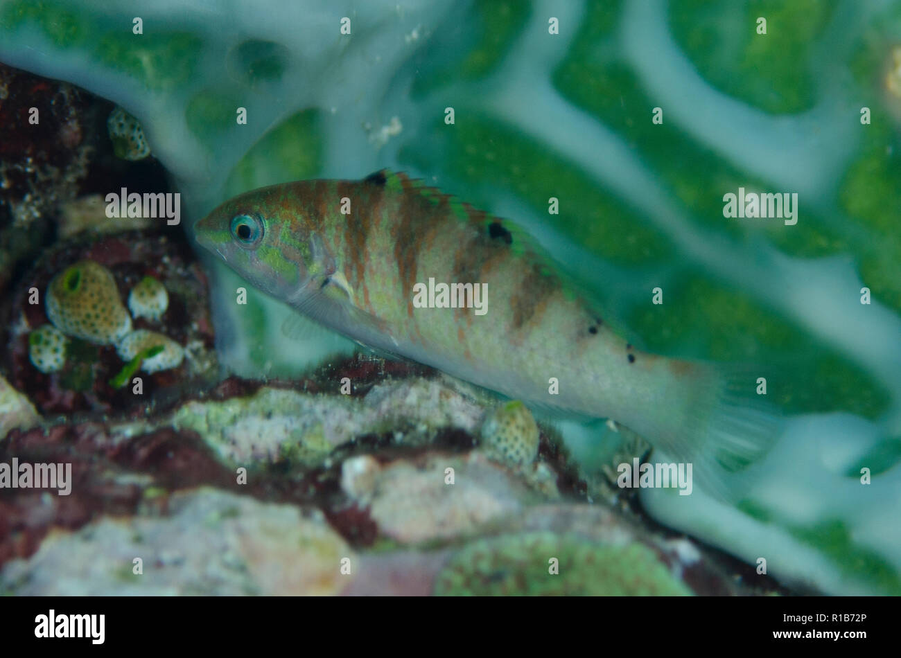 Sixbar Lippfisch, Thalassoma hardwicke, California Dreaming Tauchplatz, der Lembeh Straße, Sulawesi, Indonesien Stockfoto