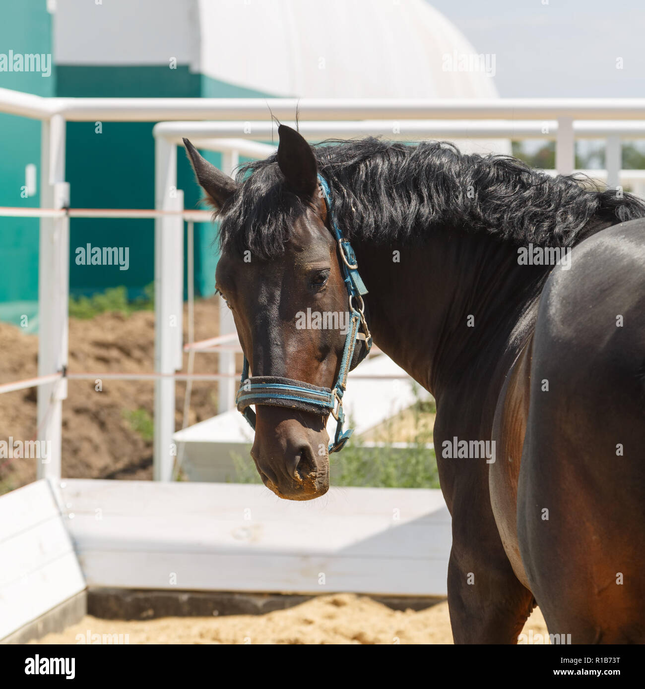 Black Horse steht in einem paddock, seinen Kopf zurück drehen Stockfoto