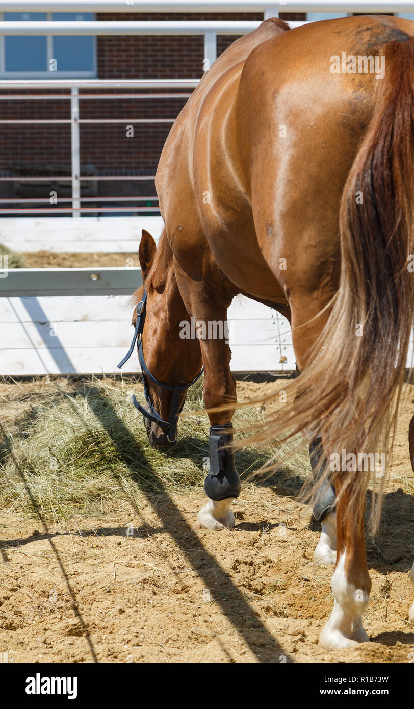 Die Kastanie Pferd frisst Heu im Fahrerlager. Ansicht von hinten  Stockfotografie - Alamy