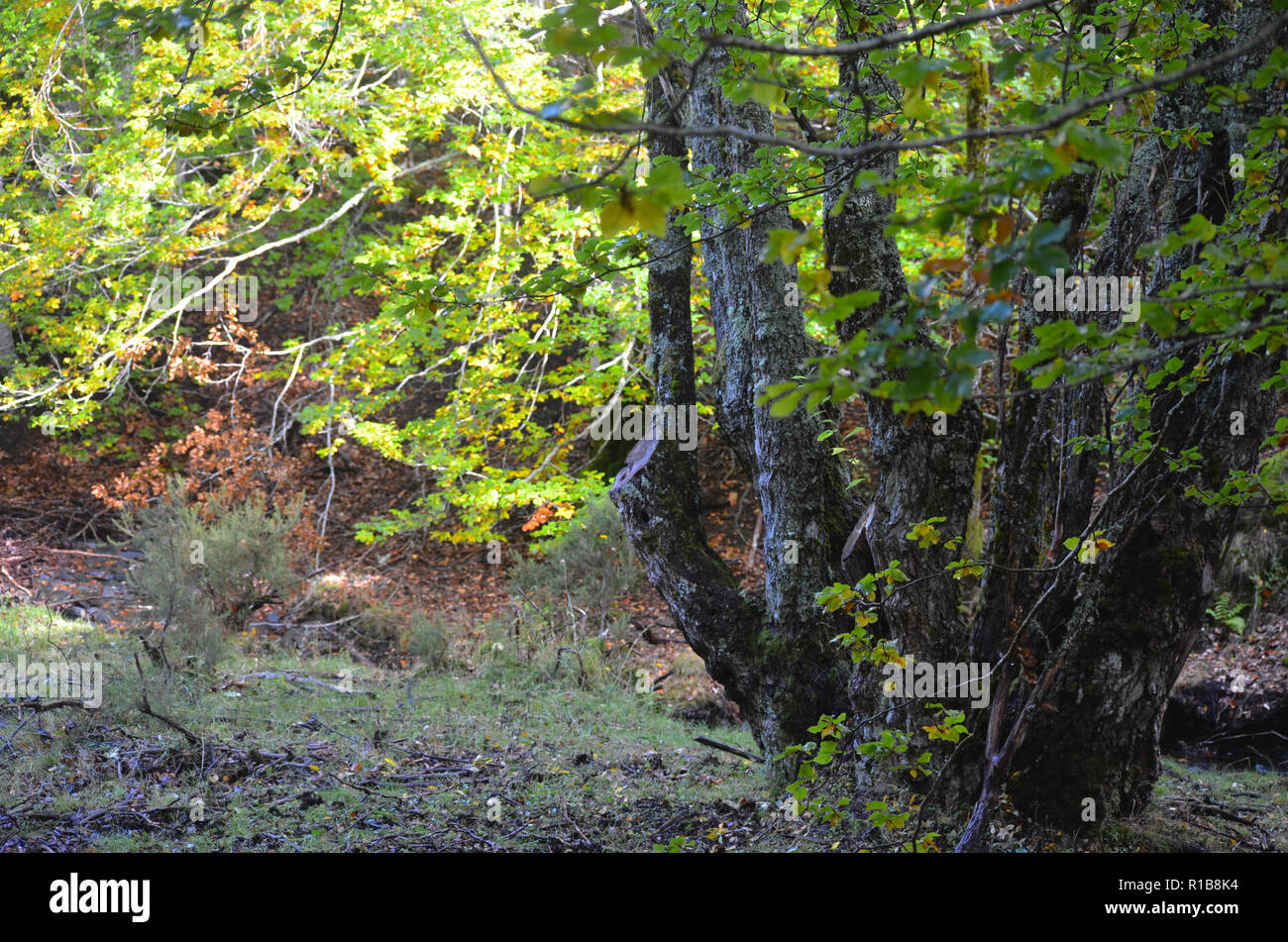 Tejera Negra Buchen- und Eichenwälder in der Sierra de Ayllón, Guadalajara, Spanien Stockfoto