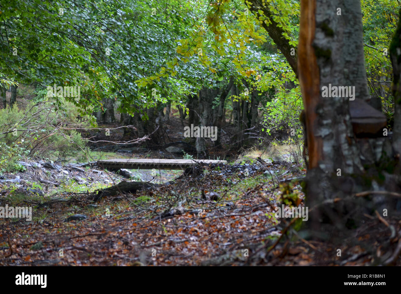 Tejera Negra Buchen- und Eichenwälder in der Sierra de Ayllón, Guadalajara, Spanien Stockfoto