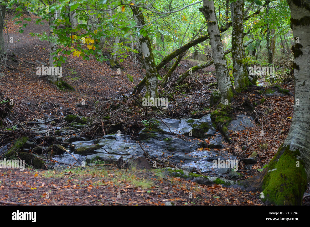 Tejera Negra Buchen- und Eichenwälder in der Sierra de Ayllón, Guadalajara, Spanien Stockfoto