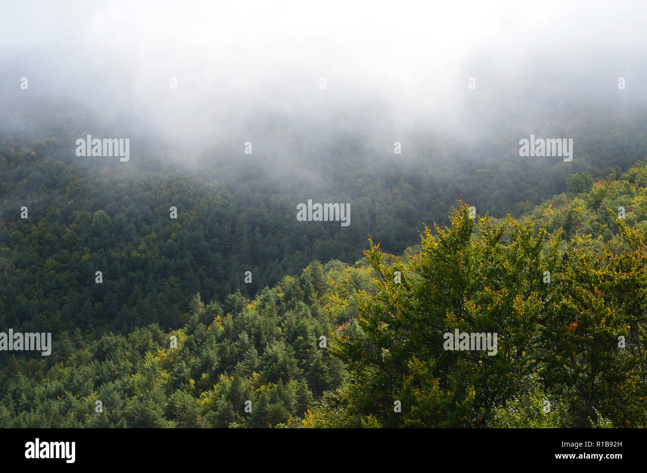 Tejera Negra Buchen- und Eichenwälder in der Sierra de Ayllón, Guadalajara, Spanien Stockfoto