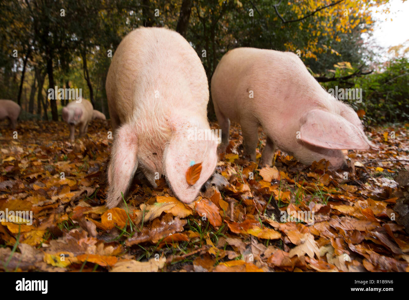 Schweine wühlen in der Nähe einer öffentlichen Straße im New Forest während, was ist bekannt als pannage, oder gemeinsame von Mast, an dem die Schweine lose Falle zu essen eingeschaltet sind Stockfoto