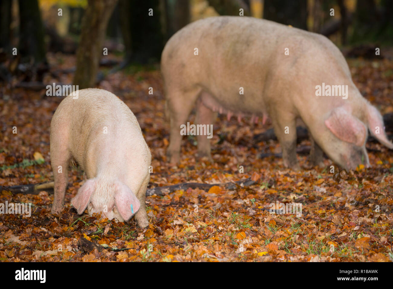 Schweine wühlen in der Nähe einer öffentlichen Straße im New Forest während, was ist bekannt als pannage, oder gemeinsame von Mast, an dem die Schweine lose Falle zu essen eingeschaltet sind Stockfoto